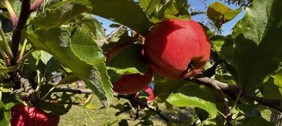 4غرفة منزل في Harmannsdorf, Austria رقم 237709 12