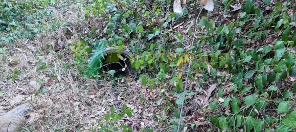 Земельный участок 93310м² в Marmelete, Португалия № 78042 10