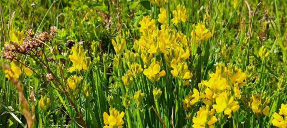 Casa de 4 habitaciónes en Maria Lankowitz, Austria No. 153949 9