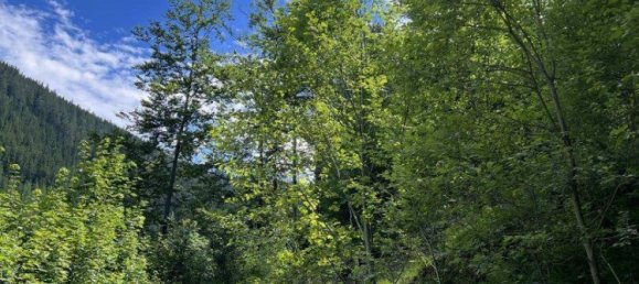 Grundstück in Neuberg an der Mürz, Austria 60309m², Nr. 113411 6