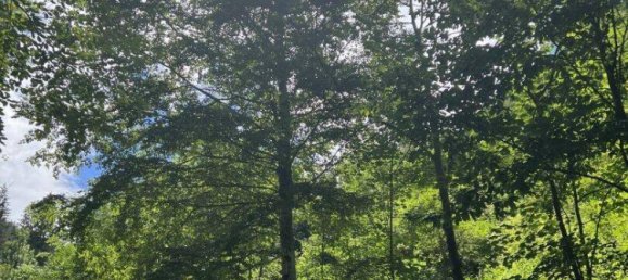 Grundstück in Neuberg an der Mürz, Austria 60309m², Nr. 113411 3