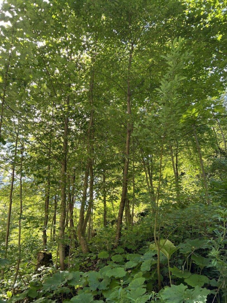 Земельный участок 60309м² в Нойберг ан дер Мюрц, Австрия № 113411