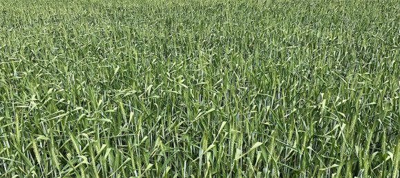 Casa em Myall Park, Australia N.º 1152 2