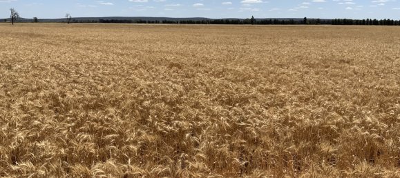 Casa em Myall Park, Australia N.º 1152 6