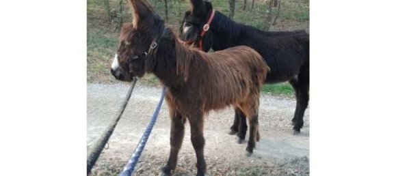 10 bedrooms House in Ourem, Portugal No. 122302 11