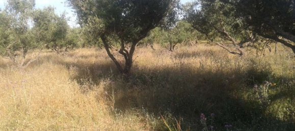 Hotel in Zakynthos, Greece, Nr. 434 3