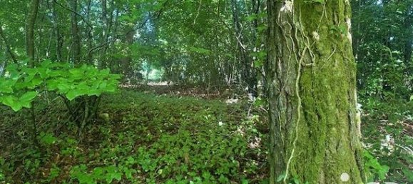 2158m² Land in Correze, France No. 312130 4