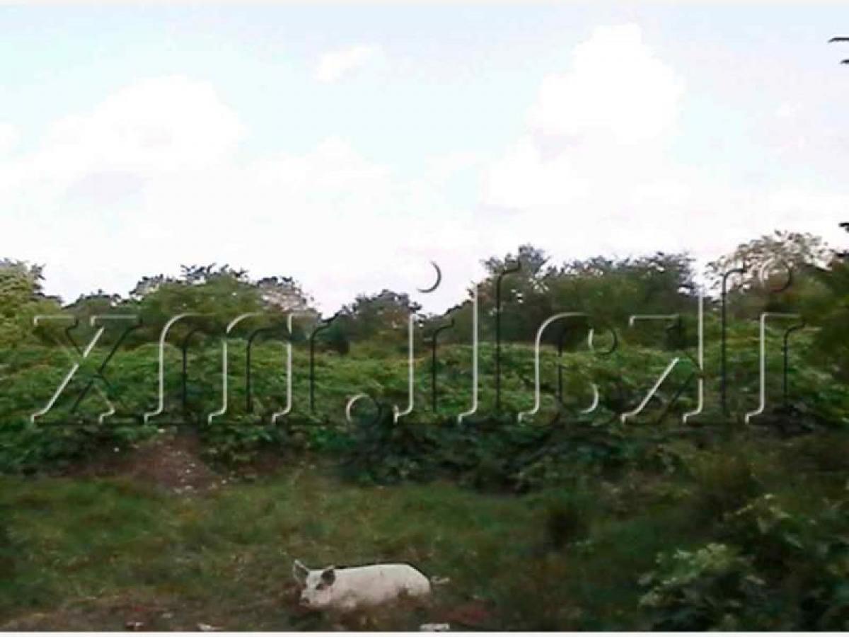  Land in Veracruz, Mexico No. 205842