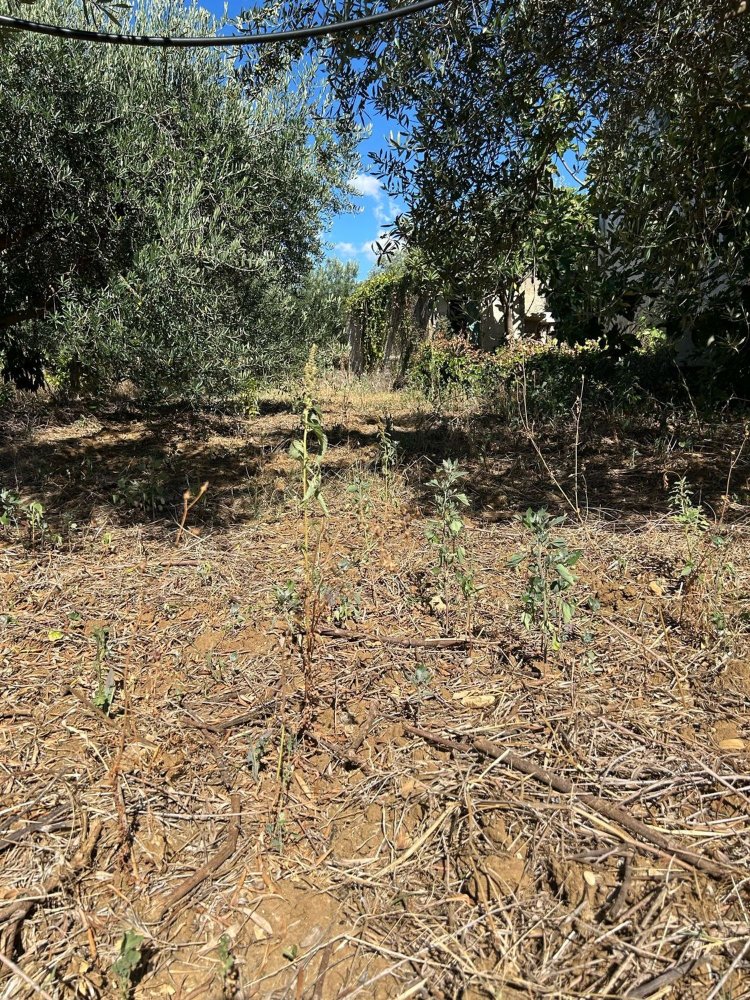 3 rooms House in Partinico, Italy No. 277954