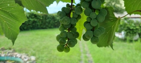 5-Zimmer Haus in Rhein-Neckar-Kreis, Germany, Nr. 328954 12