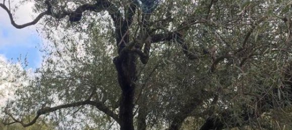 1-Zimmer Grundstück in Ragalna, Italy, Nr. 9169 8