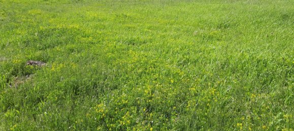 Grundstück in Corsano, Italy 1800m², Nr. 72544 3