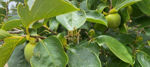 10000m² Land in Calheta, Portugal No. 109595 26