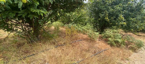 10000m² Land in Calheta, Portugal No. 109595 22