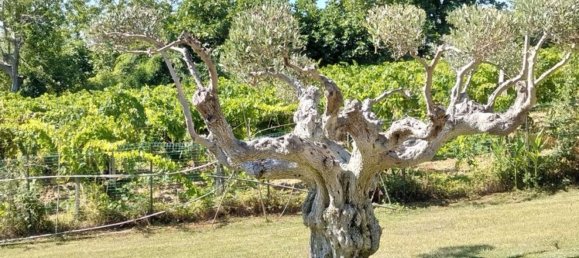 8 chambres Villa à Castel Frentano, Italy No. 349346 41