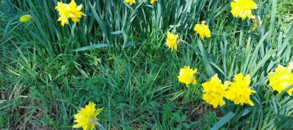 Grundstück in Colturano, Italy 3300m², Nr. 265158 2