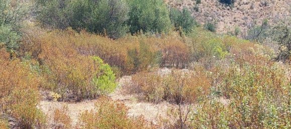 Terreno em Azinhal, Portugal 142800 m² N.º 69776 38