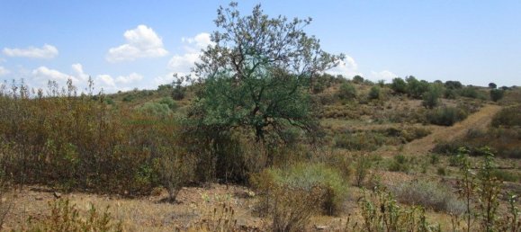 Terreno em Azinhal, Portugal 142800 m² N.º 69776 11