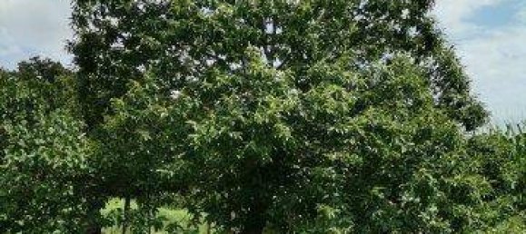 4 chambres Maison à Kukmirn, Austria No. 236806 21