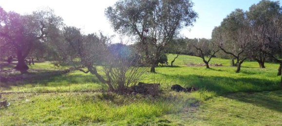 2-Zimmer Haus in San Vito dei Normanni, Italy, Nr. 134253 7