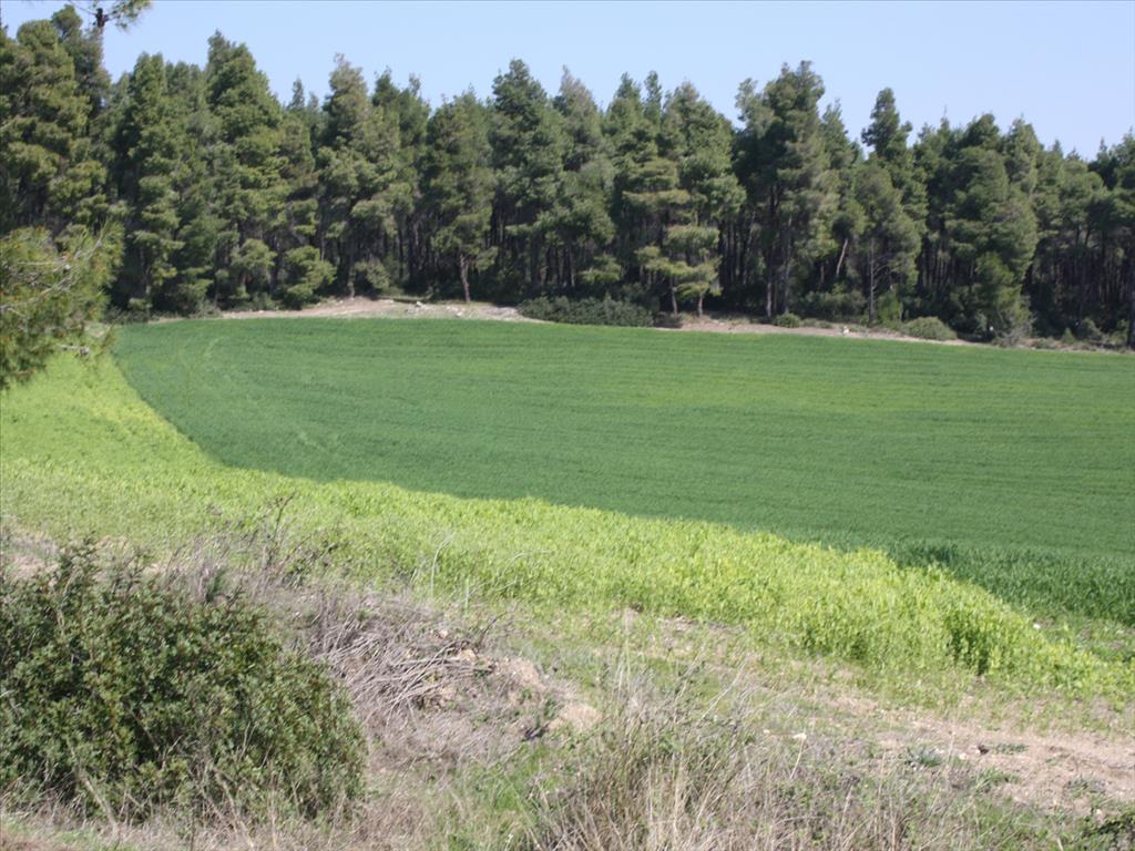 8500m² Hotel in Chalkidiki, Greece No. 7967