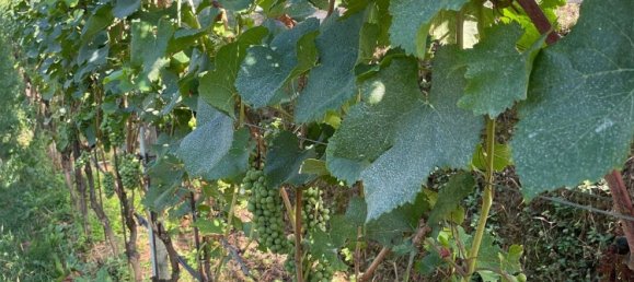 Grundstück in Trentino-Alto Adige, Italy 1751m², Nr. 285604 3