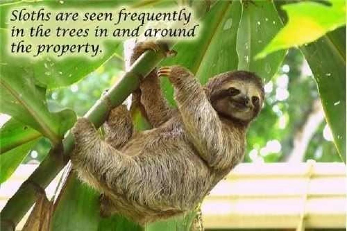 Terreno em Limon, Costa Rica N.º 1549