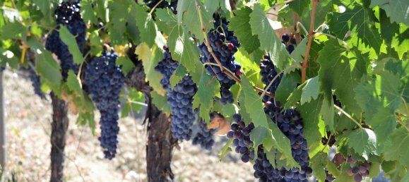 Studio in Fabro, Italy No. 49644 13