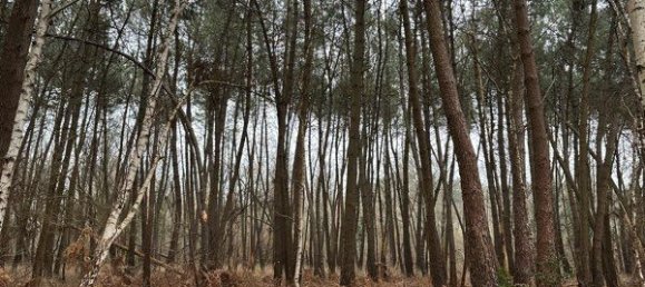  Land in Cerans-Foulletourte, France No. 319270 2