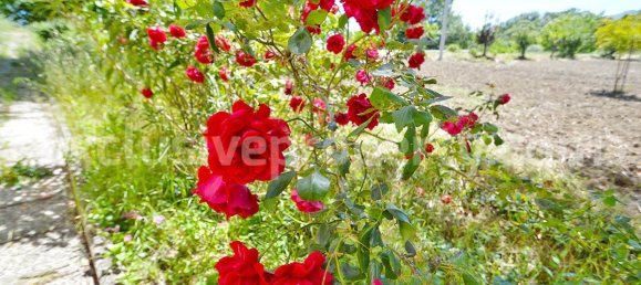 3 bedrooms House in Roccaspinalveti, Italy No. 329481 43