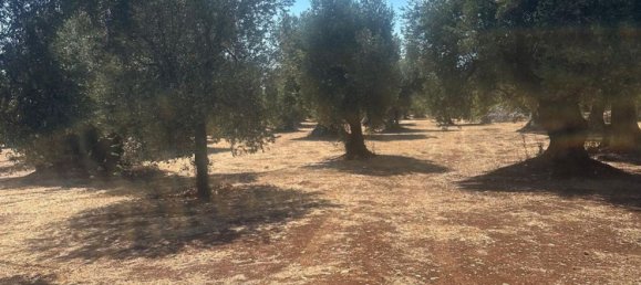 Land in Ostuni, Italy No. 332895 9