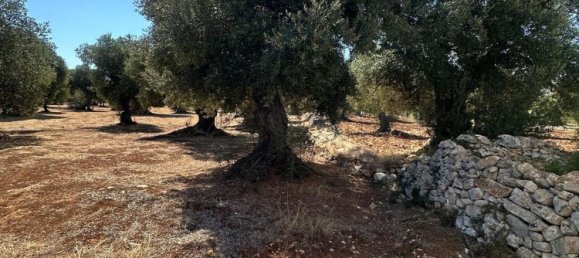 Land in Ostuni, Italy No. 332895 7