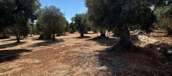Land in Ostuni, Italy No. 332895 6
