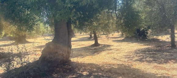 Land in Ostuni, Italy No. 332895 8