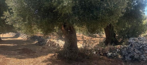 Land in Ostuni, Italy No. 332895 10