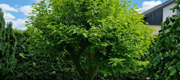 4-salle Bungalow à Vosendorf, Austria No. 196968 17