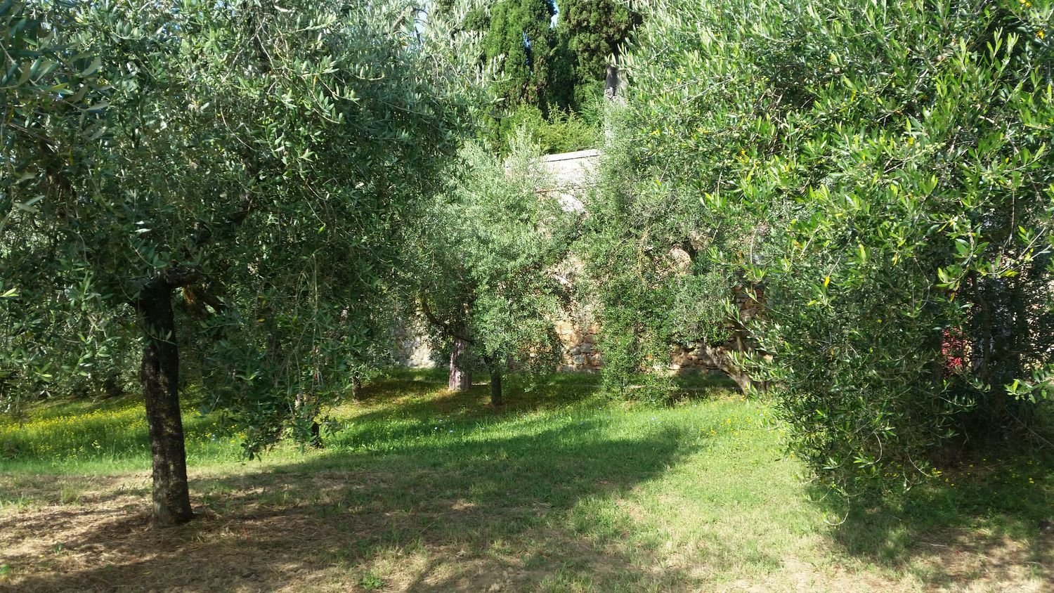 2190m² Land in Torrita di Siena, Italy No. 254838