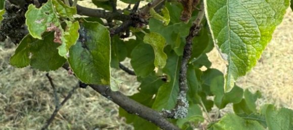 Land in Esslingen, Germany No. 292305 9