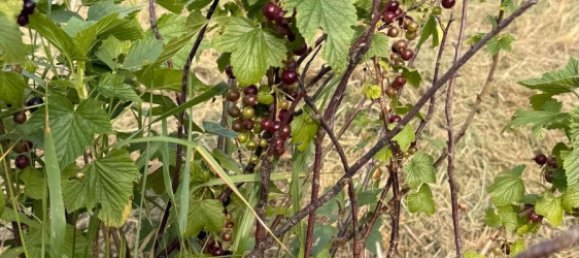 Land in Esslingen, Germany No. 292305 10