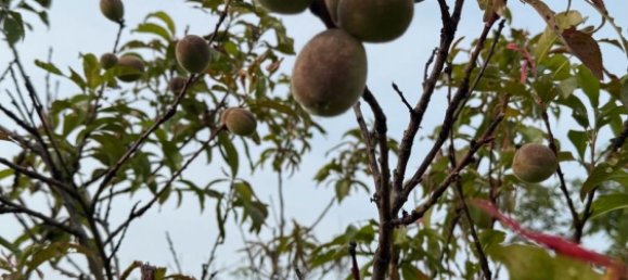 Land in Esslingen, Germany No. 292305 6