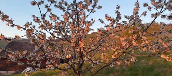 Land in Esslingen, Germany No. 292305 5