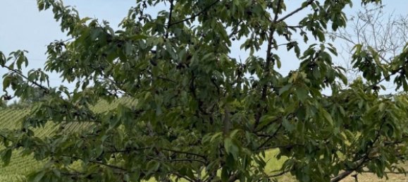 Land in Esslingen, Germany No. 292305 8