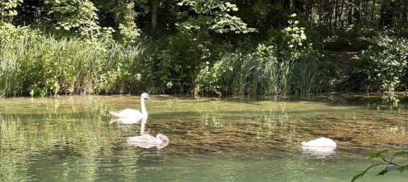 Коммерческая недвижимость 275м² в Гунскирхен, Австрия № 164539 35