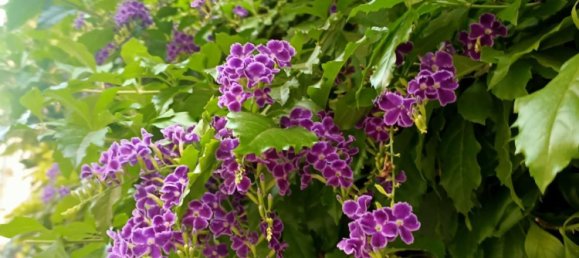 5-Zimmer Haus in Sarteano, Italy, Nr. 47684 19