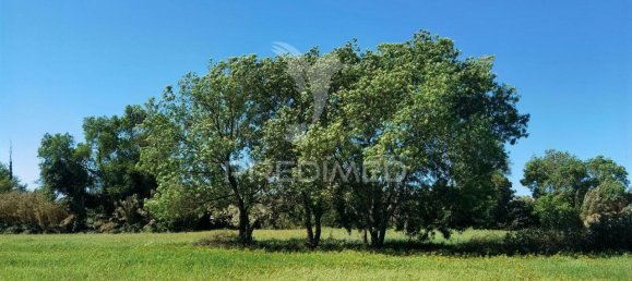 11150m² Land in Santarem, Portugal No. 63876 14