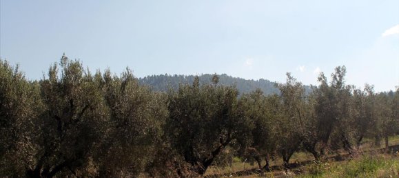 22500m² Hotel in Chalkidiki, Greece No. 7555 6