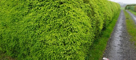 Terreno en Trier-Saarburg, Germany No. 144883 4