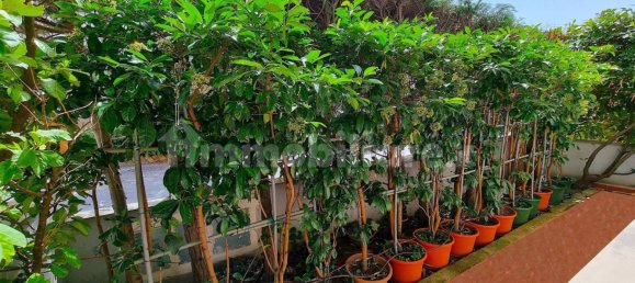 2 Schlafzimmer Wohnung in Fuscaldo, Italy, Nr. 162192 29