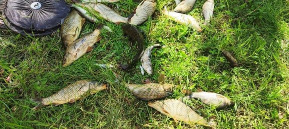 Terreno de 4 habitaciónes en Baden-Wurttemberg, Germany No. 19190 5