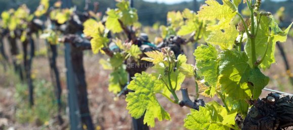  قطعة أرض في Garriguella, Spain 561متر مربع رقم 73544 4